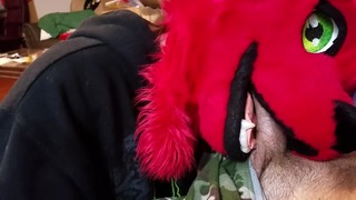 Silly Bitch Fox Puts con gà trống trong miệng của cô ấy
