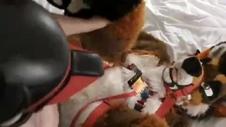 Furry krijgt hardcore fokken door pup