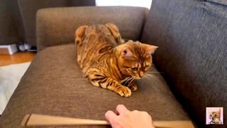 A Furry Pussy Gets Excited By A Toy And Runs Amok On The Sofa…. The Bed Is Broken.