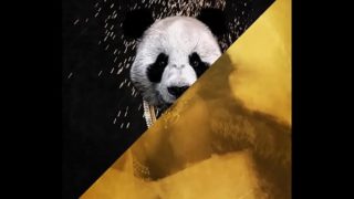 Ontwerper versus. Toekomst – Pandamasker uit Jlens Edit
