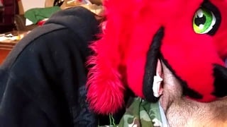 Femboy Fox Sucks Big Cock