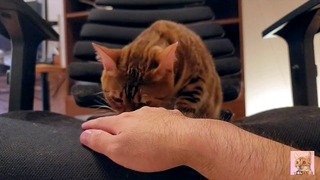 Neko Cutie Caught Playing with Herself at Dad’s Workspace